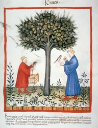 Nova 2644 fol.19v Récolte de pommes de pin, Tacuinum Sanitatis